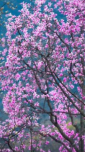 3.3K views · 212 reactions | Yulan magnolia trees are blooming on Jiuhuang Mountain, #Sichuan Province. Enjoy the beauty of spring! #SplendidChina | Xi's Moments | Facebook