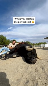 Nothing like a cow purring to show pure peace and relaxation 💚🐮 Thanks Miguel for spending time Johnny and giving him the best pets and cow hugs 🥰 | The Gentle Barn