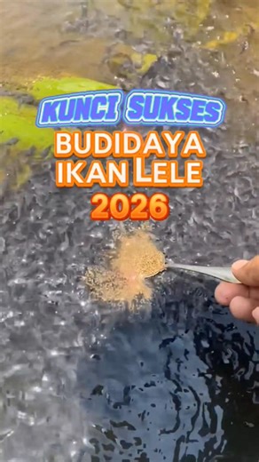 Keys to SUCCESS in catfish farming 2026❗New year, new spirit