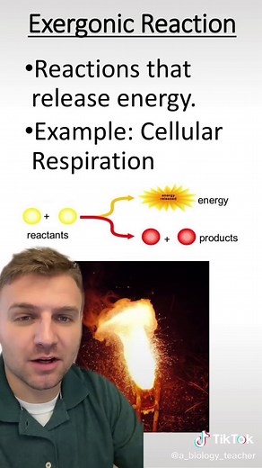 Exergonic vs Endergonic Reactions Explained