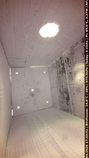 🐦 Great Tit at the birdhouse! 🏠 #Shorts