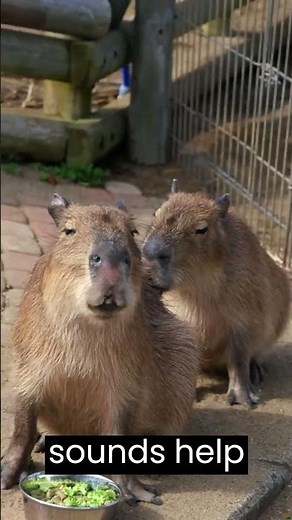 Capybaras communicate using a variety of vocalizations, including barks, whistles, purrs, and clicks