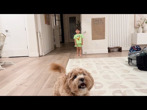 Ball Wars: Toddler vs Dog