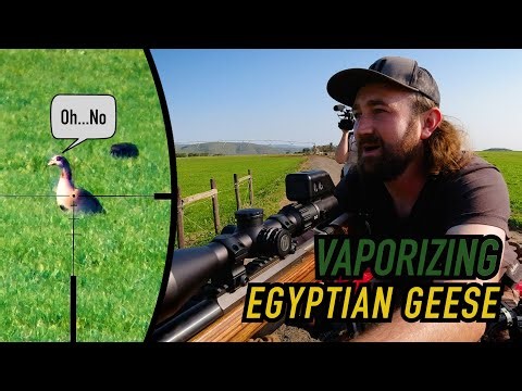 Deleting Geese with High-Velocity Bullets: Pest Control at 3800 Feet per Second