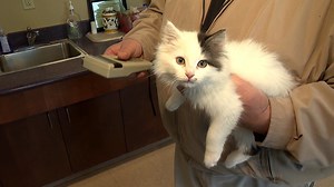 Free microchip initiative aims to reunite more lost pets with owners
