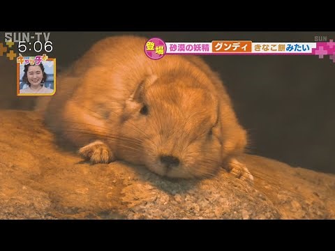 西日本初 “砂漠の妖精”グンディ その魅力に迫る
