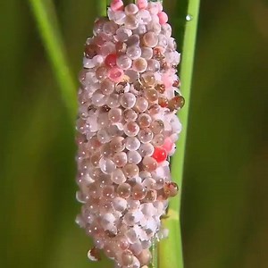 464K views · 2.8K reactions | Snails are cosmic creatures because they naturally grow spiral shells. Here's an amazing look at how they are made.”  Video found via geometriasagrada | Evolve and Ascend | Facebook