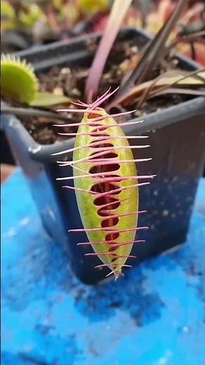 3 Facts About The Venus Flytrap