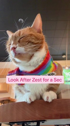 Cat Cafe Moments: Zest's Adventure
