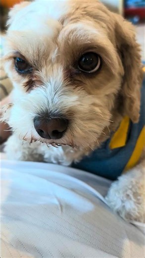 Cavapoo Puppies: Extreme Cuddle Attack!