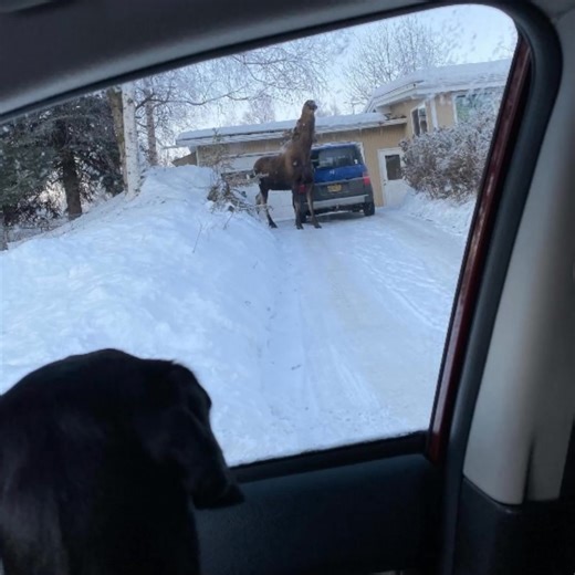 What is this magical creature in the driveway?! Pictures and the full information👇👇 | Next Curiosity