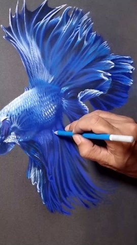 Learn to draw a vibrant blue betta fish with depth, shading, and fine details