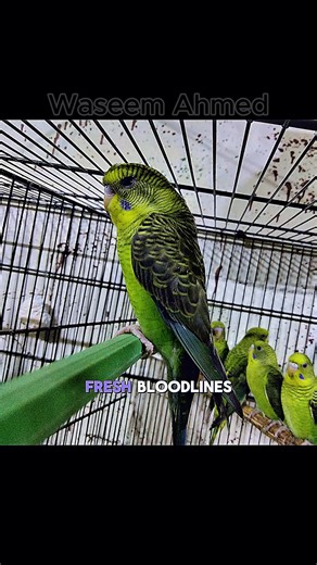 Blackwing Budgies: Complete Genetics & Breeding Guide Blackwing Budgie Mutation | Genetics, Pairing & Results A big thank you to all my fellow budgie breeders and enthusiasts who kindly shared their Blackwing budgie images. Your support and contributions helped make this video more informative and enjoyable for everyone. I truly appreciate the trust, passion, and love you have for this beautiful mutation. Together, we grow and learn as a community. 🙏🦜 | Waseem Ahmed