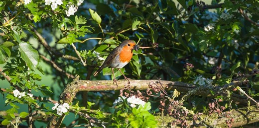 4 garden birds nesting now in the UK — what to look for in your garden