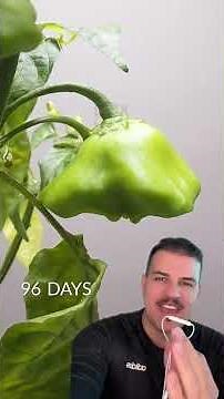 Pimenta Cambuci (Capsicum baccatum var