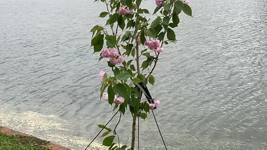 Amber Grove Tree Stake Kit