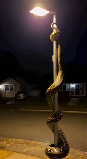 Giant Python Claims City Lamp Post