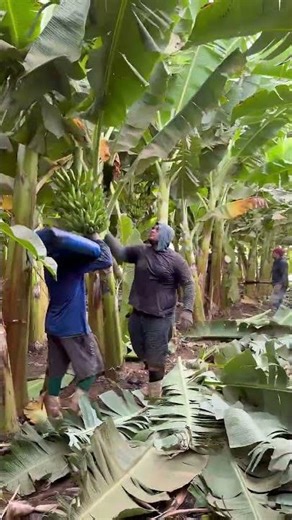 Workers harvest bananas with knives