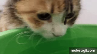 Cat drinking water loudly on Make a GIF