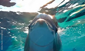 AI-generated image of a joyful dolphin leaping from sunlit waters, ideal for wildlife and nature themes. AI