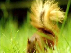 Center Parcs Whinfell Forest, Cumbria holiday village