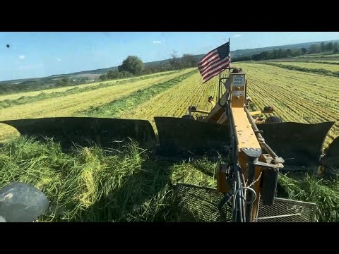 TRITICALE 2026 PUTTING UP A BIG FIGHT!!!