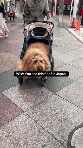 Japan's Floofy Dogs: An Adorable Encounter