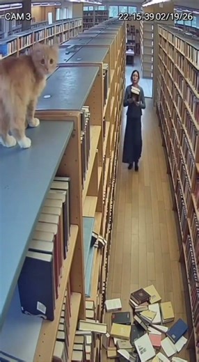 Library Cat Goes WILD!
