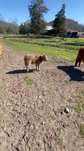 A visit on the farm to see the new baby born yesterday. We're going to name him NELSON...what a name LOL! Farm Cooking With Nan Hope y'all enjoy❤️Nan #farmlife #highlandcow #scottishhighlandcalf #newlifeonthefarm #springishere #justforyou #farmcokingwithnan | Farm Cooking with Nan