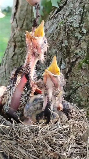 cute baby birds in a nest eating worms