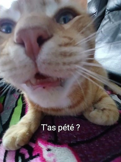 Short humour chats et chatons 😹 Moments drôles et adorables à voir absolument !