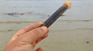 En vidéo. Couteaux de mer : une pêche facile et amusante à pratiquer en famille