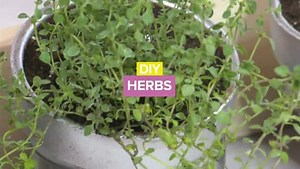 DIY indoor herb garden