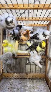 31K views · 2K reactions | Beautiful Frill Canaries  . . . . . . . .  #animalshots #birdlife #birdlove #canary #Kanarienvögel #birds_of_instagram #instapet #birdlover #animals #pet #birdworld #instabirds #ig_birds #loves_birds #bestnatureshot #your_best_birds #animazing_birds #cutebirds #bird_lovers_daily #stuttgart #beautiful #beautifulbirds #ig_birdlovers #ic_birds #birdingphotography #instabird #birdsplanet #birdstagram #reels | Canary birds Kanarienvögel | Facebook