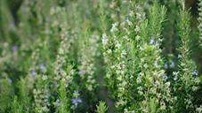 Find out how botanists are unlocking the power of plants to understand what goes into your shampoo. | National Geographic