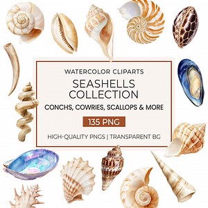 Watercolor Seashell Clipart Set | Conch, Cowrie, Murex, Scallop, Clam, Mussel, Abalone, Nautilus & More | Coastal Nautical Ocean Beach PNG - Etsy