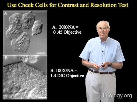 Microscopy: Pragmatics of DIC and Video-Enhanced Contrast Microscopy (Edward Salmon)