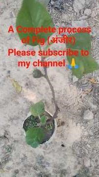 #youtubeshorts #shorts #shortvideo #shortsfeed #song #viralshorts