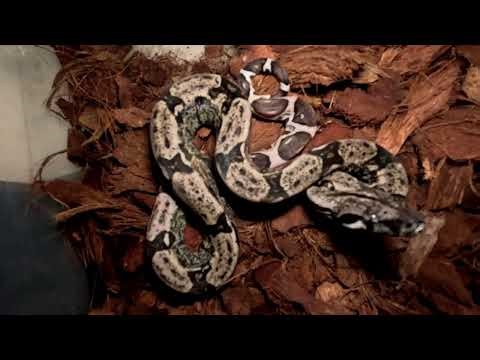 Holdback IMG Boas: a test of my New-ish Go Pro