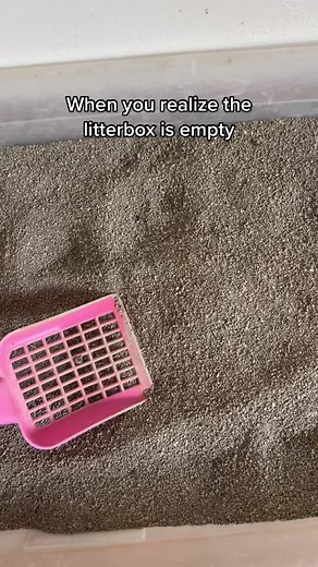 Iykyk #dog #puppy #doodle #cavapoo #dogsoftiktok