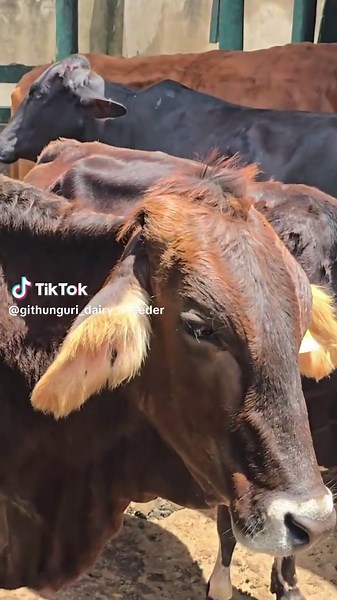 Exploring Dairy Farming in Uganda and Beyond