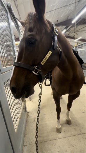 Enjoy some barn sounds, straight from East Campus! 🐴 | Black Hawk College