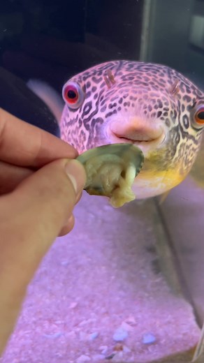 Feeding the Puffer at @globalfishcompany #pufferfish #fishhobby #aquariumhobby #fishkeeping