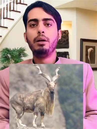 Discover the Markhor: Pakistan's National Animal