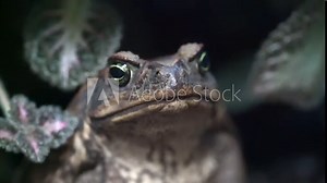 Close up footage of Cane Toad - front view