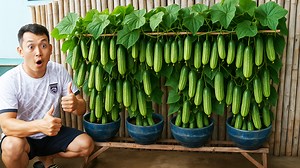 How to Grow Cucumbers in a Vertical Garden Pot – Easy and Effective Tips | H&H Gardening Secrets