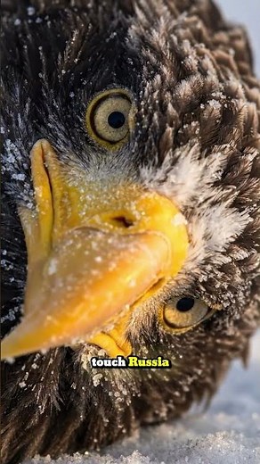 Bald Eagle vs Steller's Sea Eagle — The Heaviest Hunter In The Sky