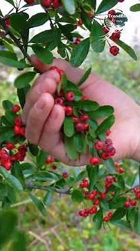Sweet After the First Frost: Harvesting Red Mountain Berries for a Delicious Homemade Treat