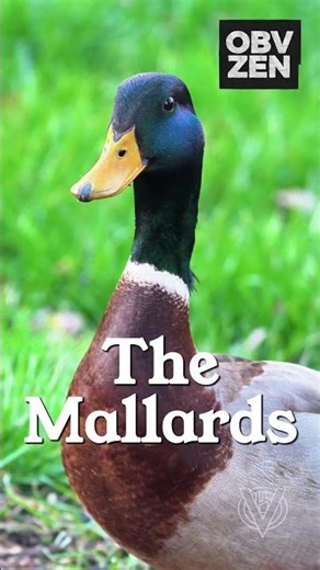 Mallard at the feeder #birds #birbs #birdfeeder #wildlife #nature