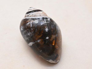 Natural Rare Fossil Snail Agate Fancy Loose Gemstone | Fossil Gemstone - Etsy Australia